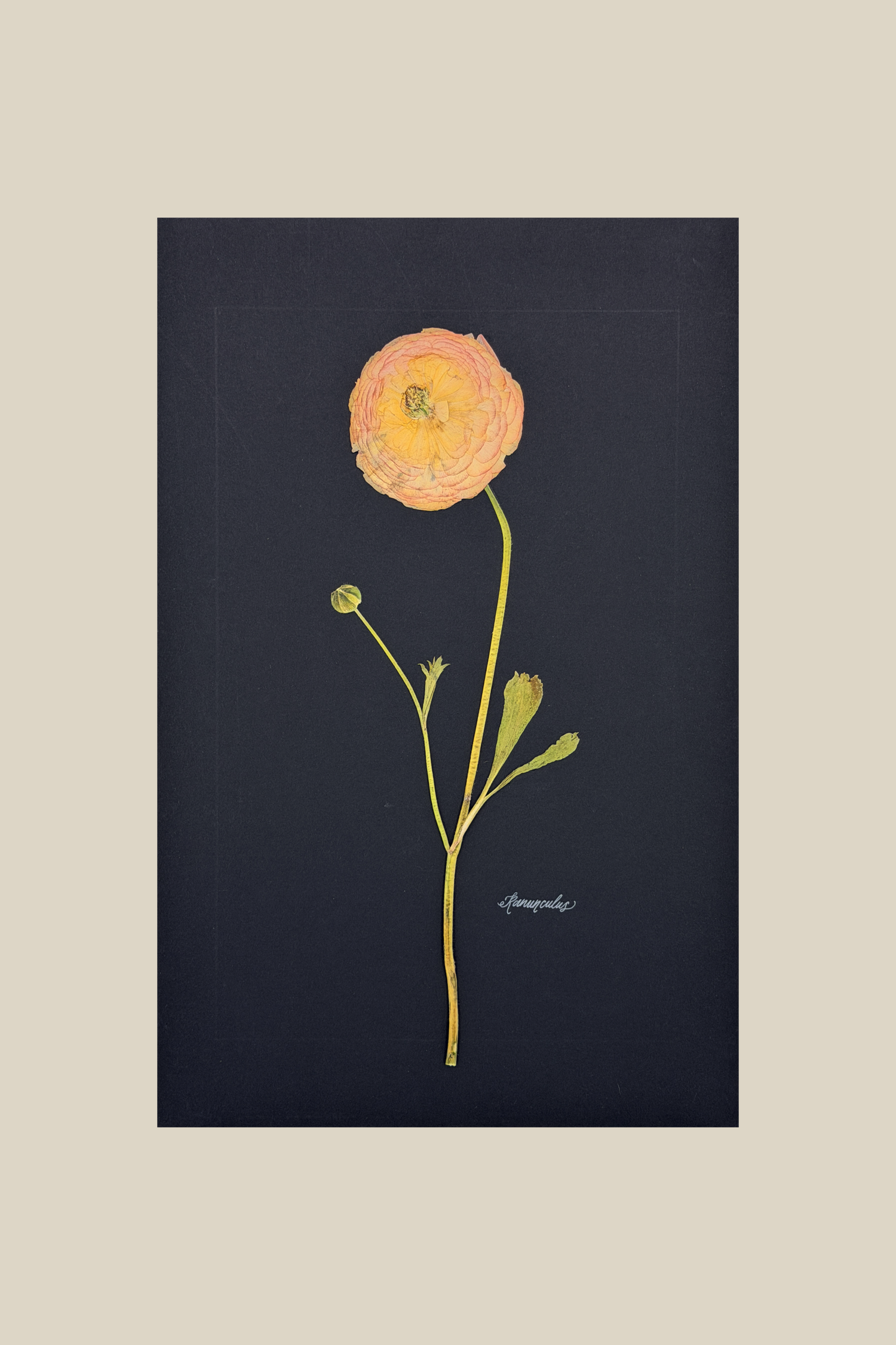 Ranunculus on Black