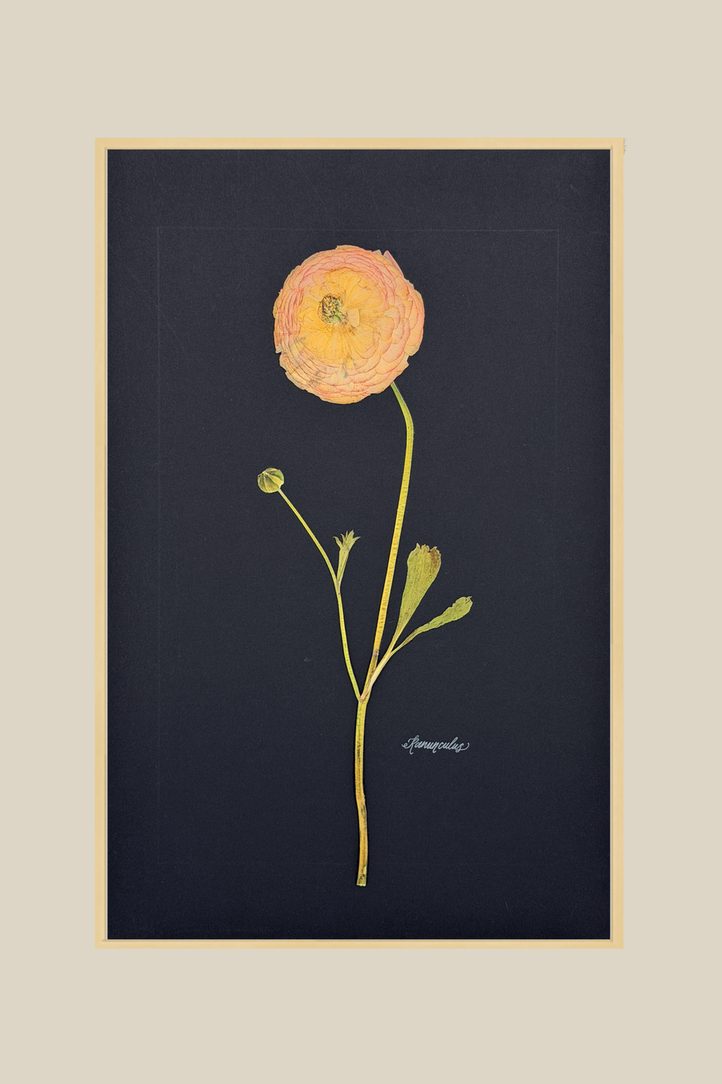 Ranunculus on Black