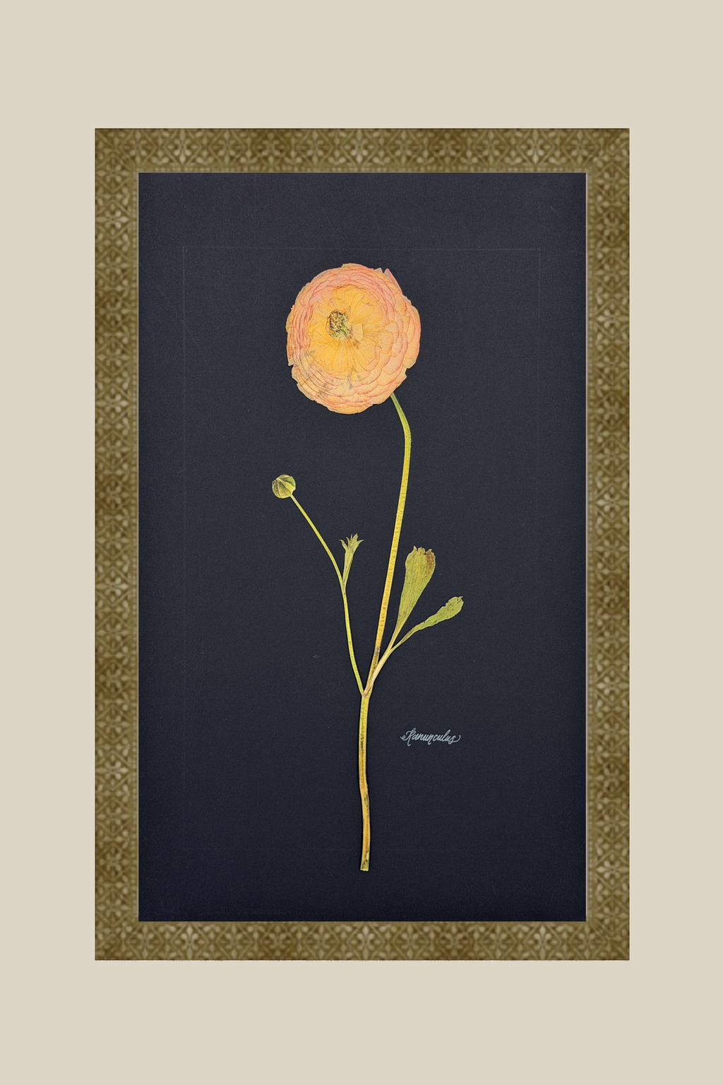 Ranunculus on Black