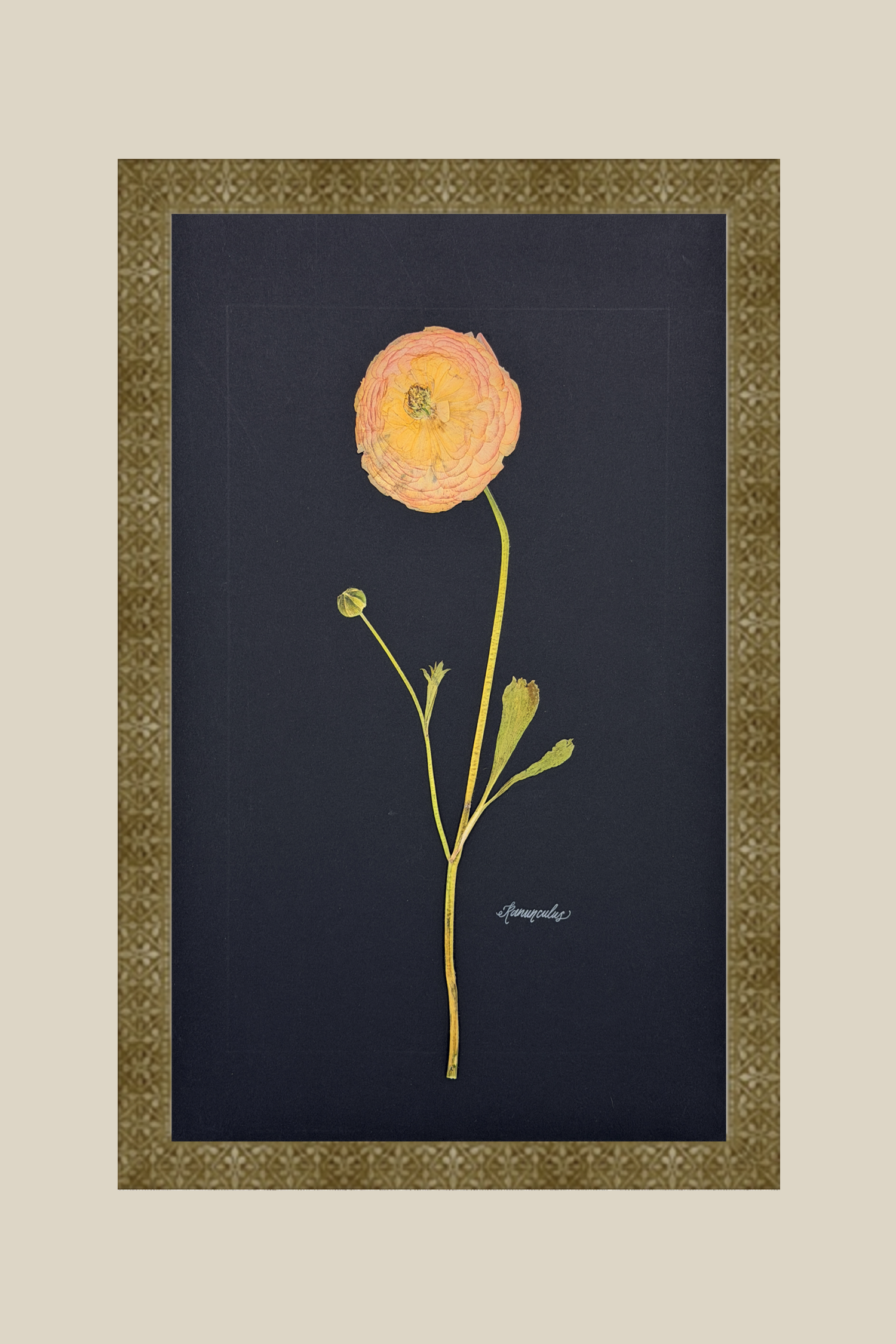 Ranunculus on Black
