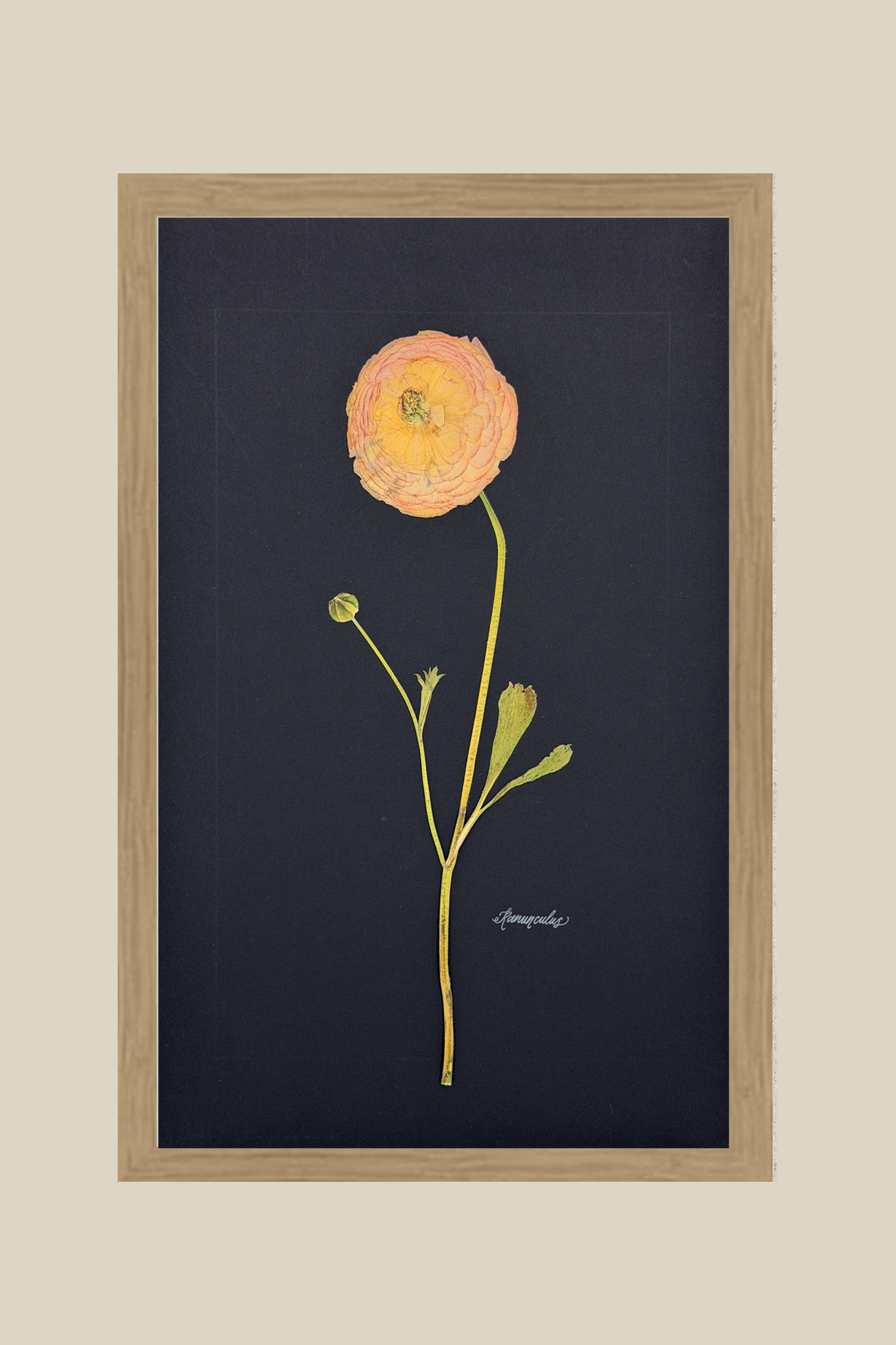 Ranunculus on Black