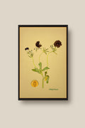 Butterfly Ranunculus Framed