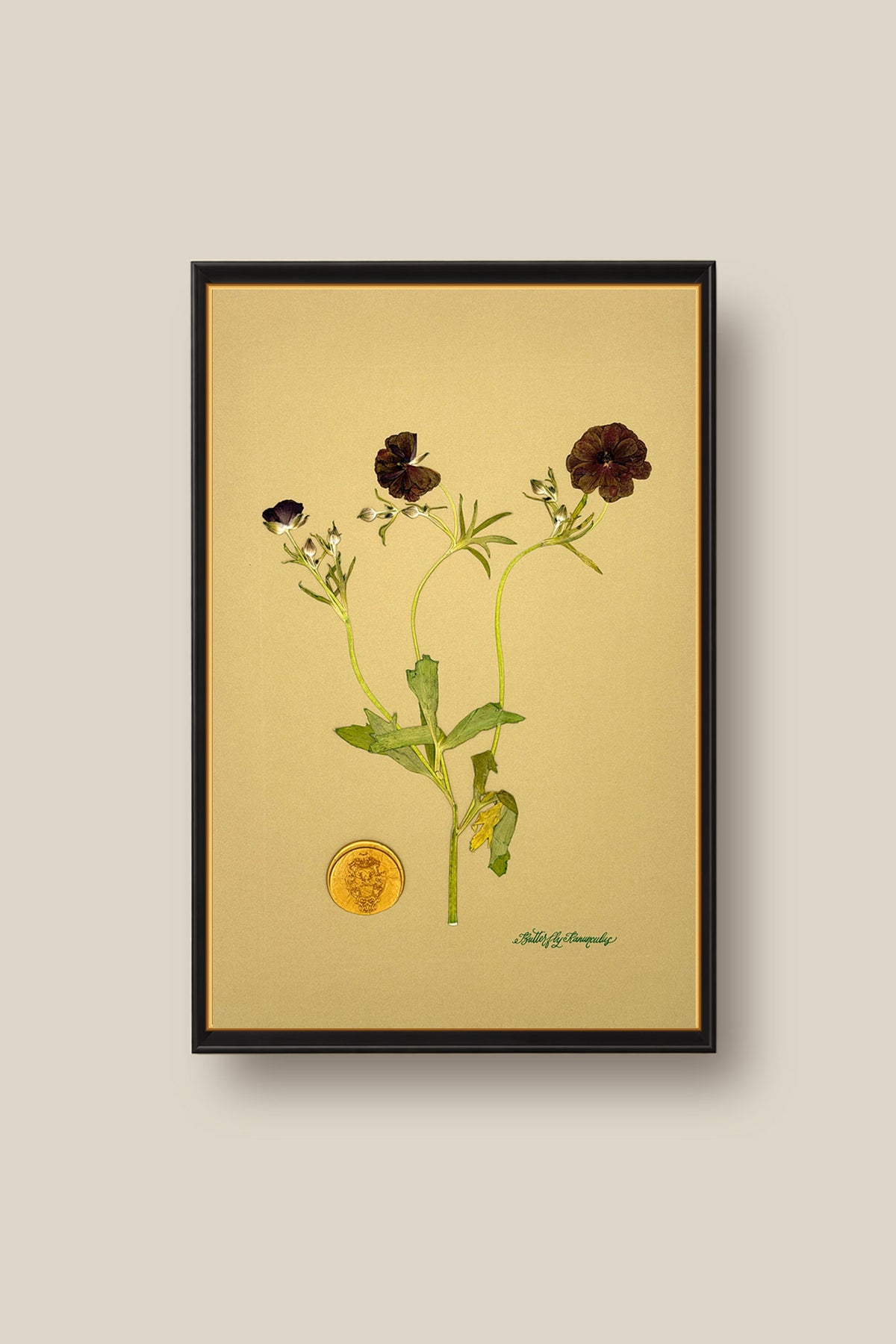 Butterfly Ranunculus Framed