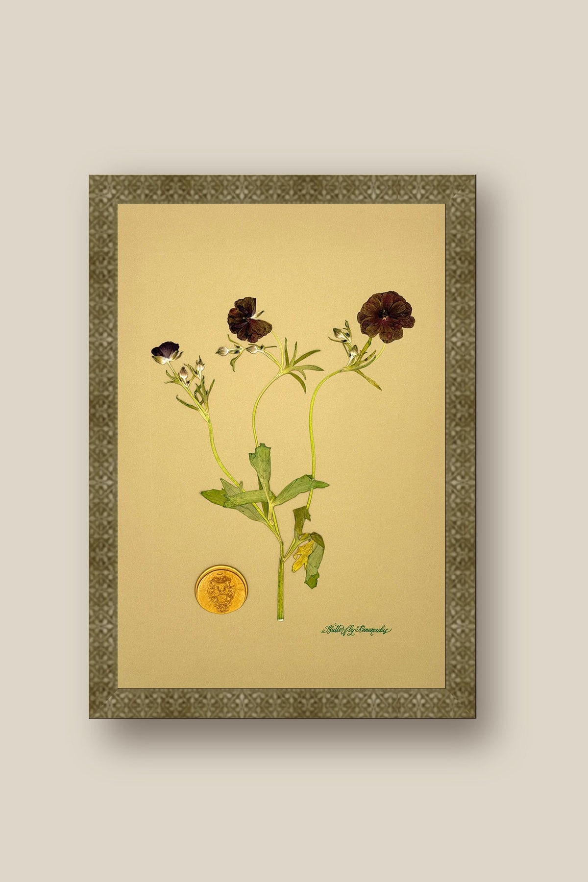 Butterfly Ranunculus Framed