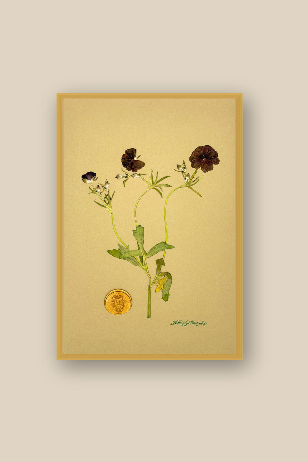 Butterfly Ranunculus Framed