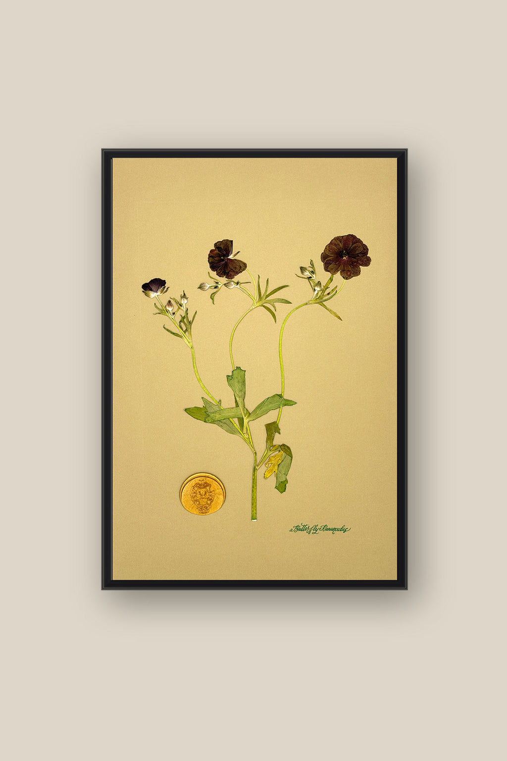 Butterfly Ranunculus Framed