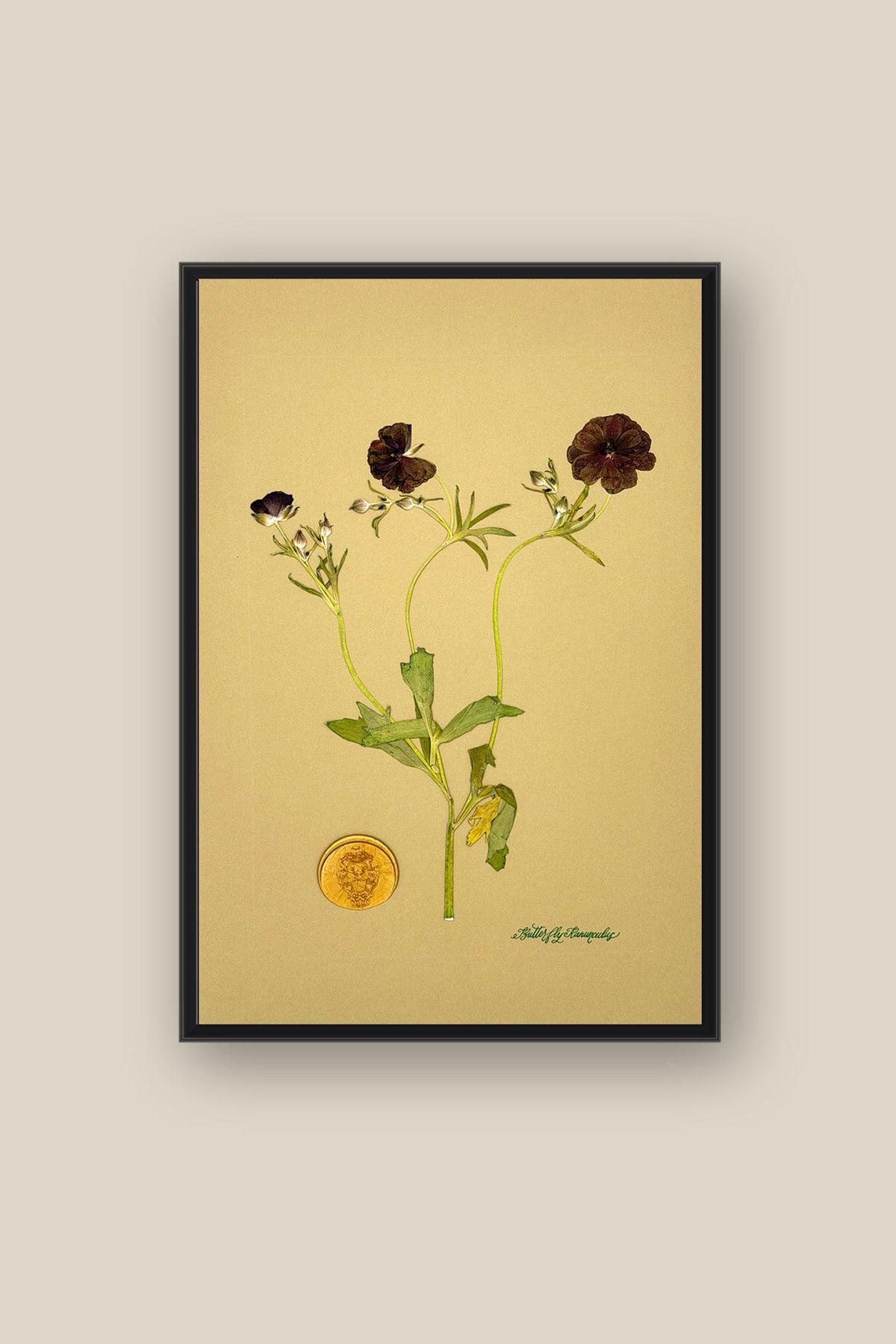 Butterfly Ranunculus Framed