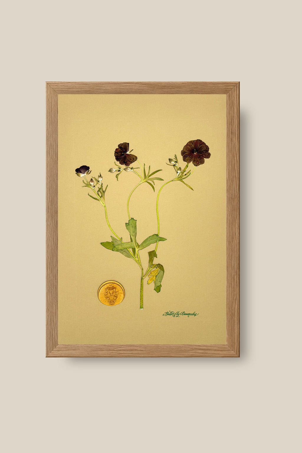 Butterfly Ranunculus Framed