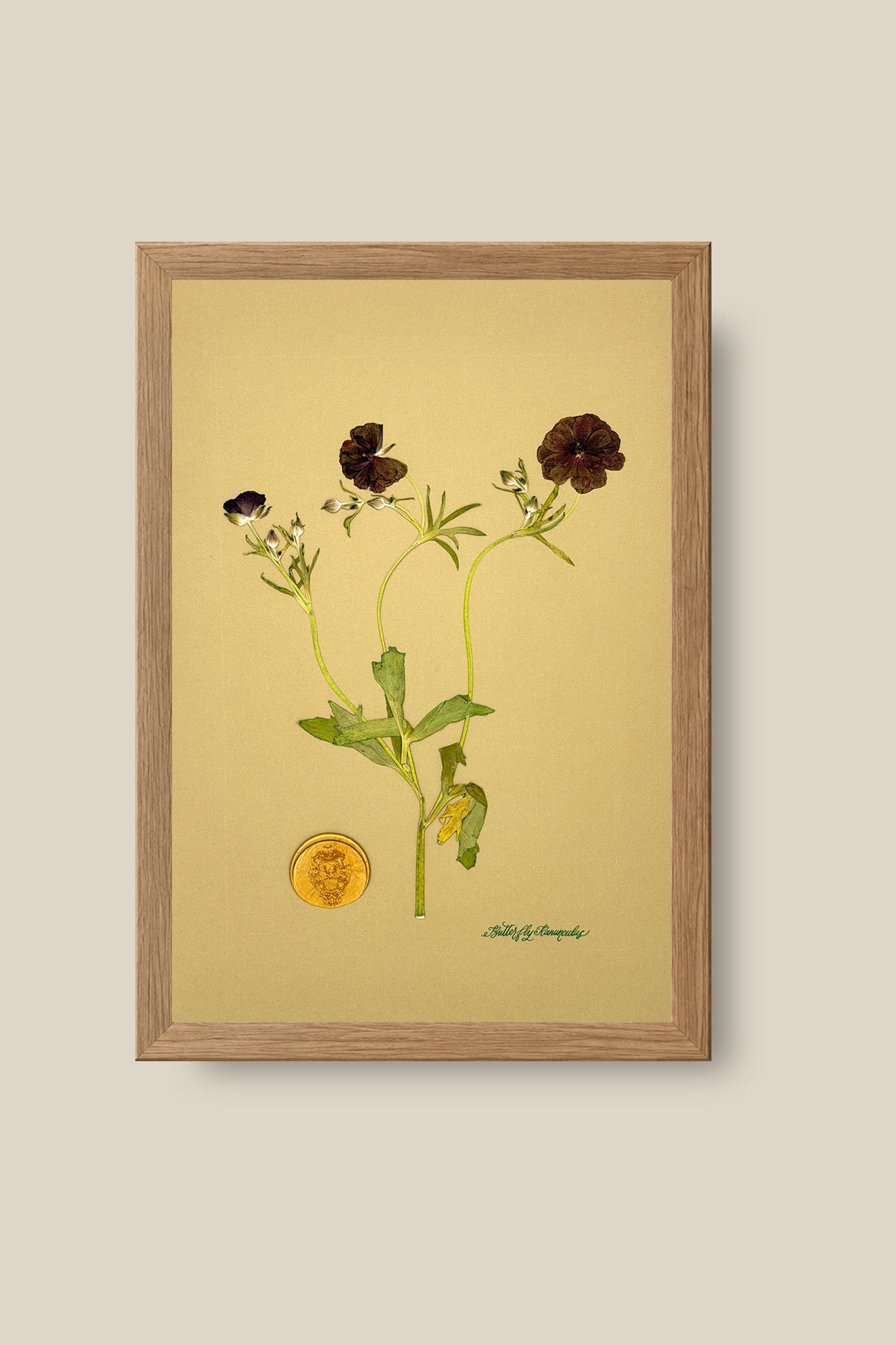 Butterfly Ranunculus Framed