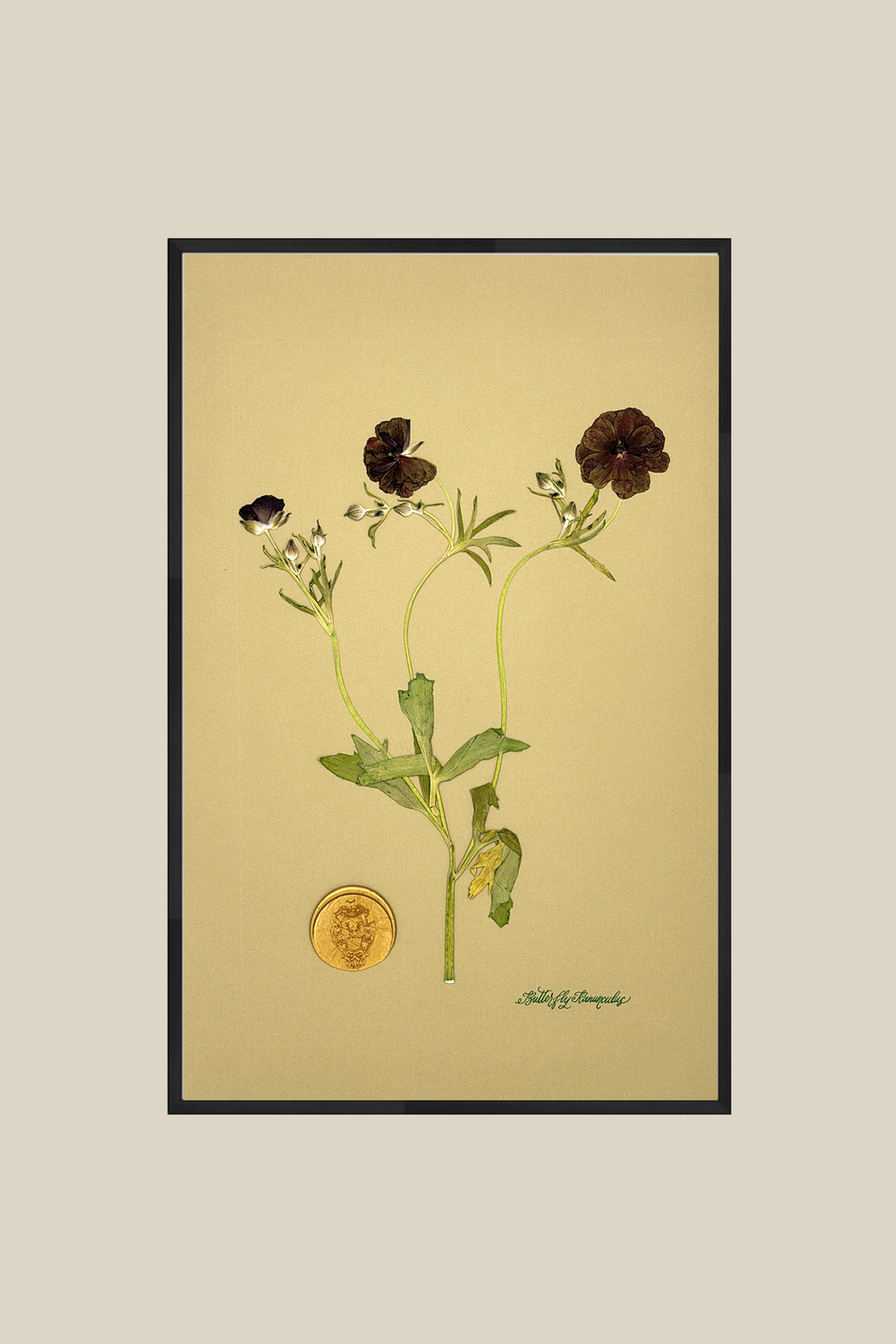 Butterfly Ranunculus on Mustard