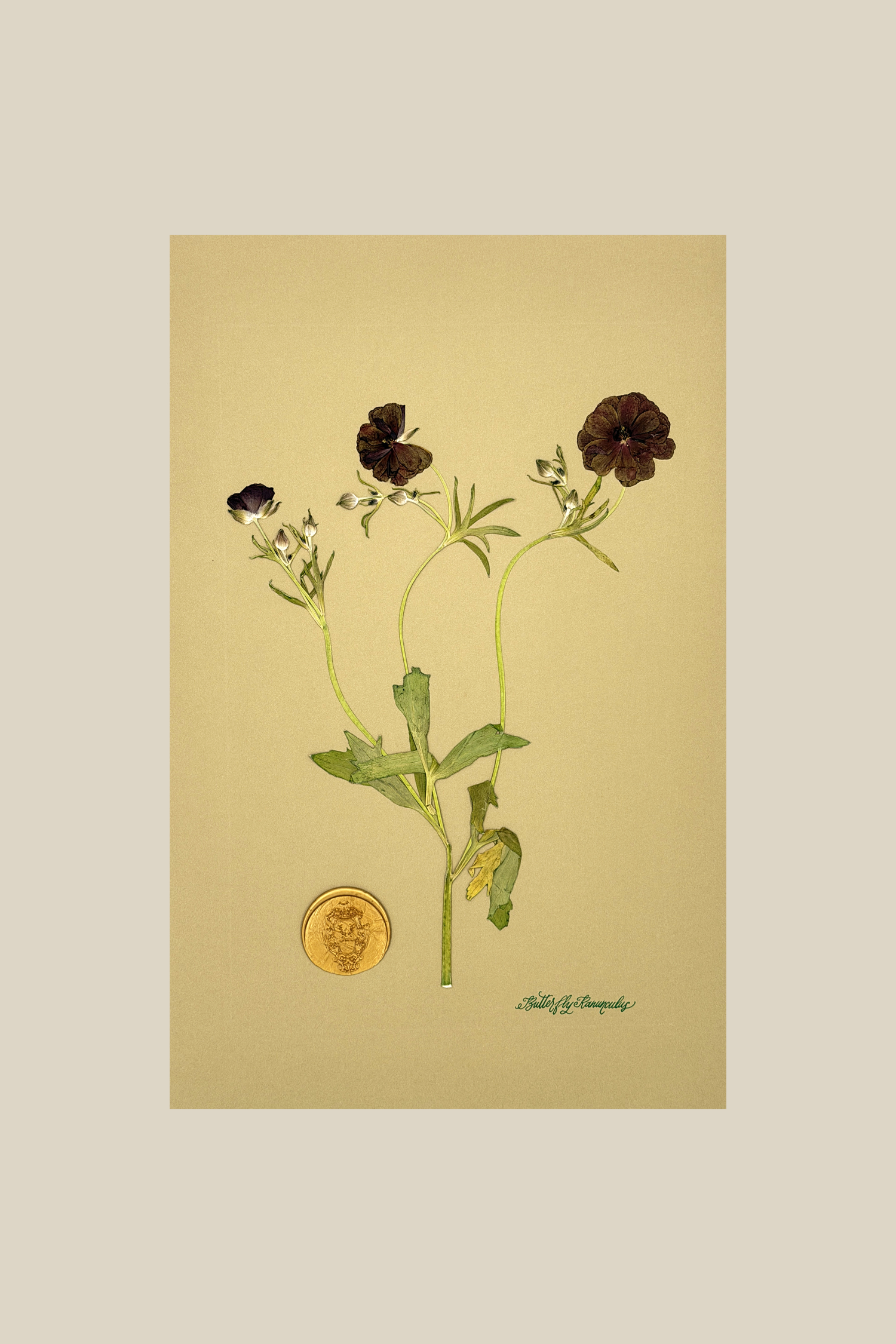 Butterfly Ranunculus on Mustard