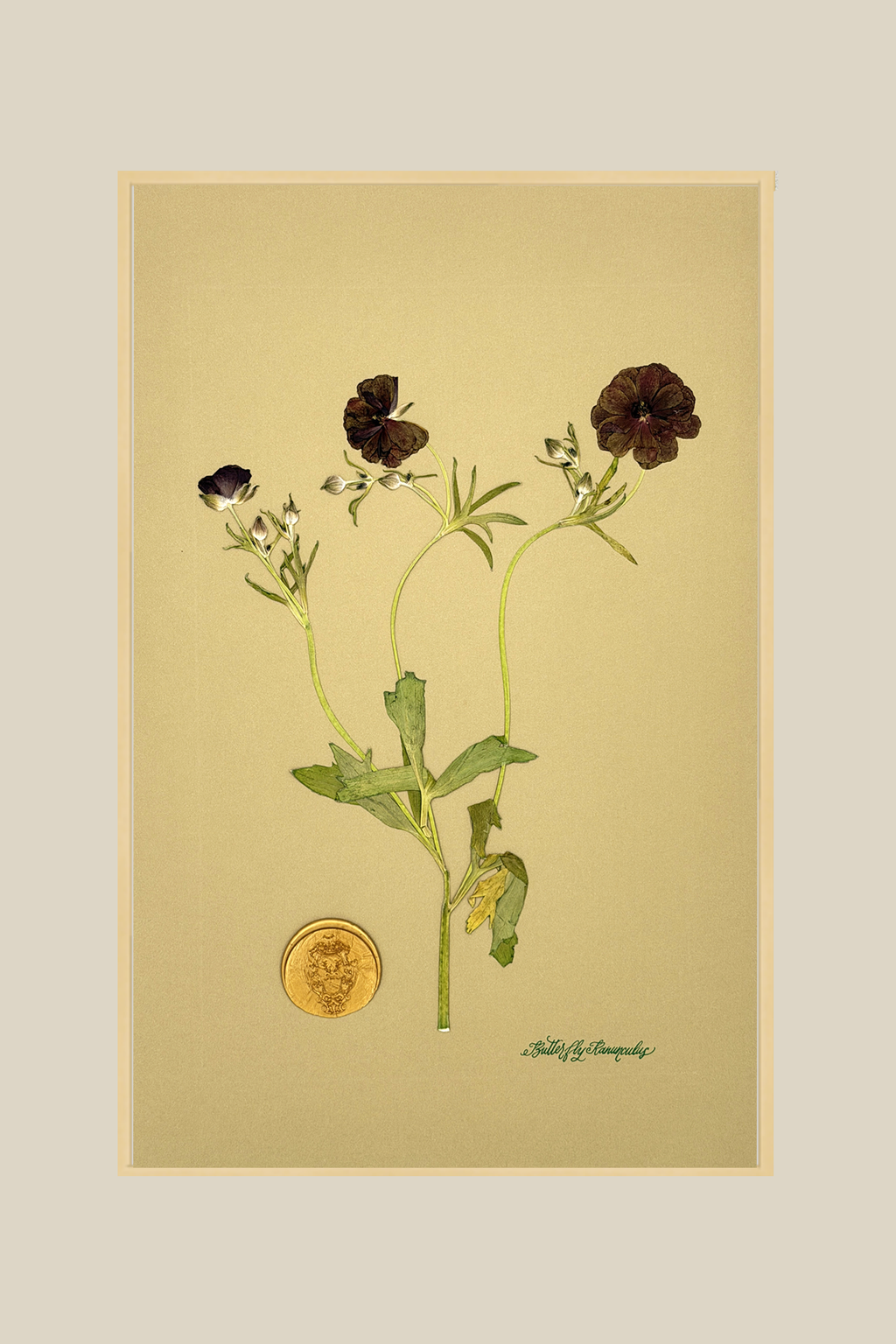 Butterfly Ranunculus on Mustard