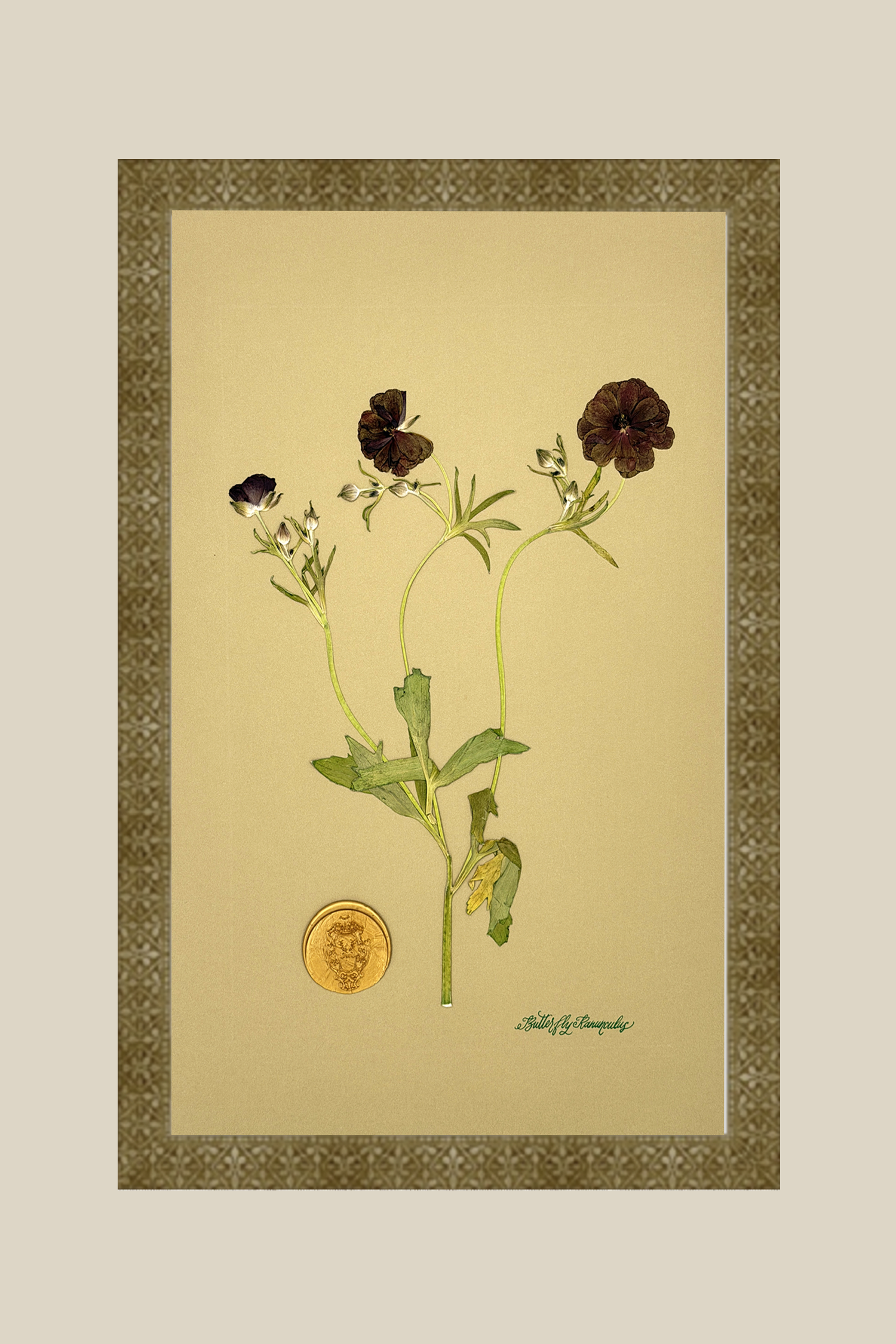 Butterfly Ranunculus on Mustard