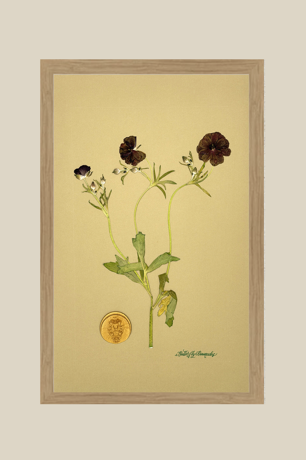 Butterfly Ranunculus on Mustard