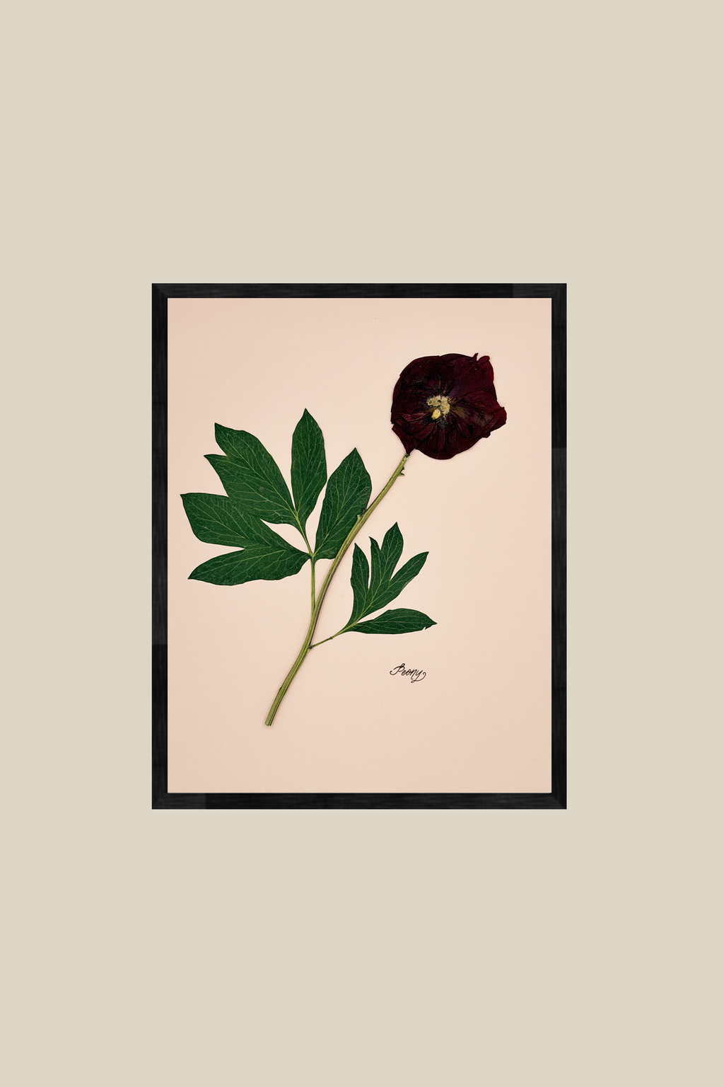 Peony on Pink