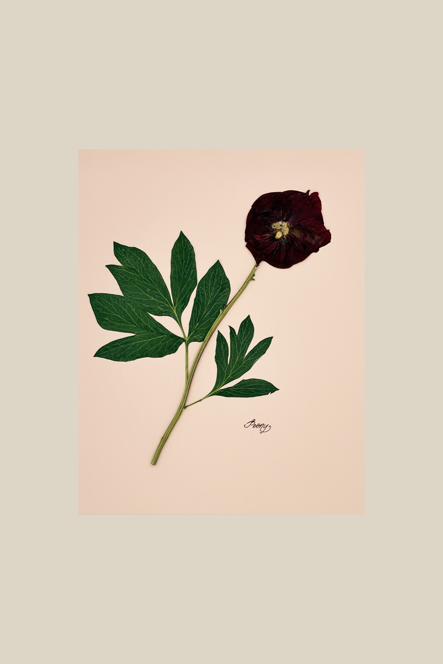 Peony on Pink