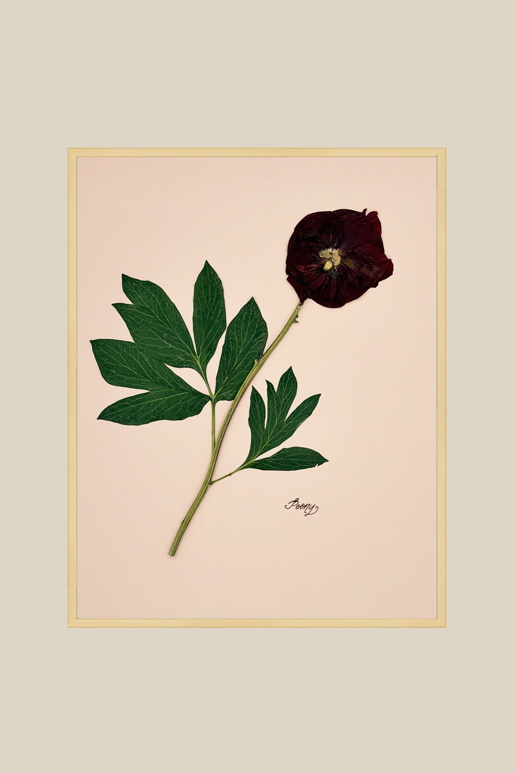 Peony on Pink