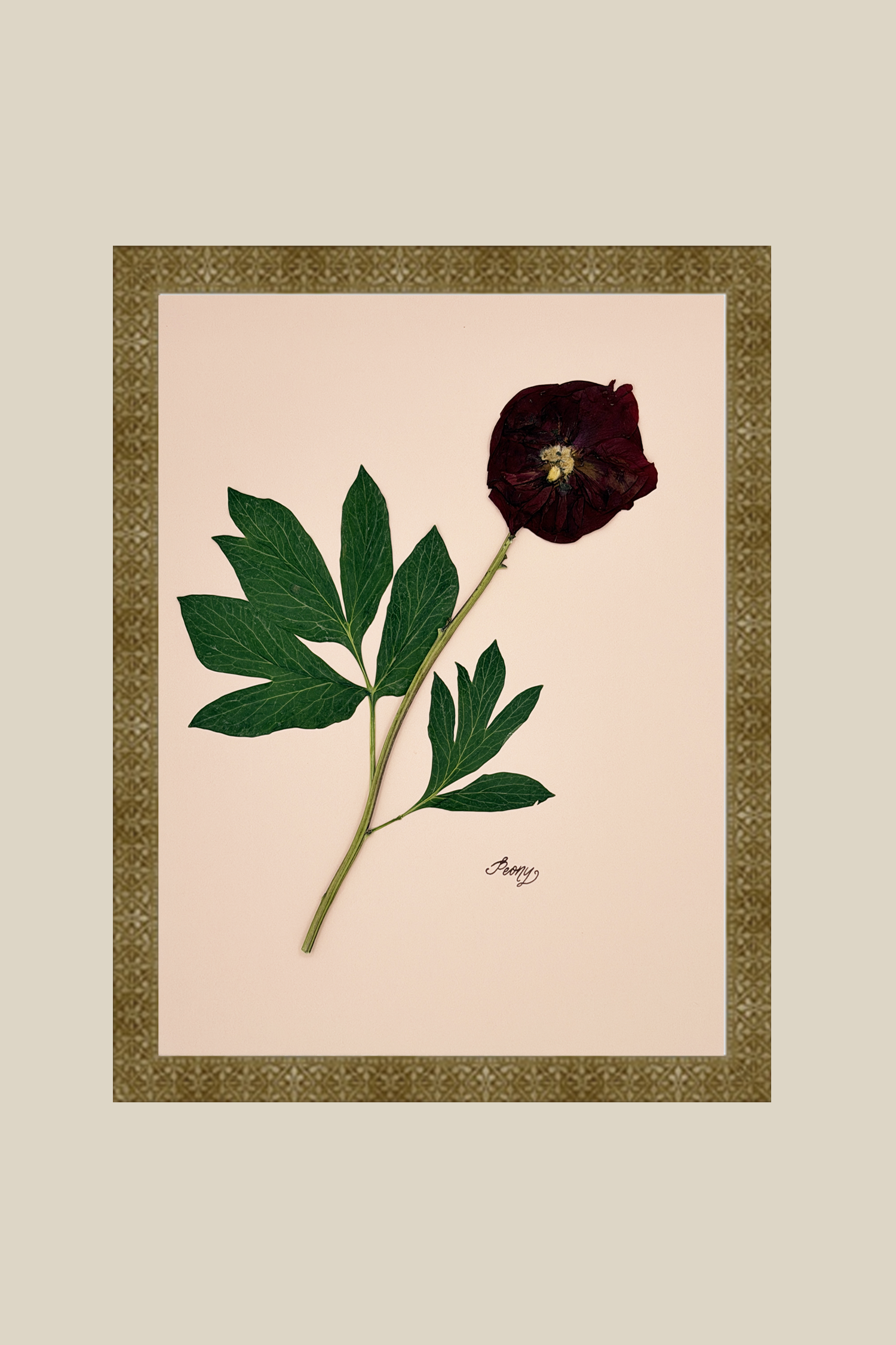 Peony on Pink