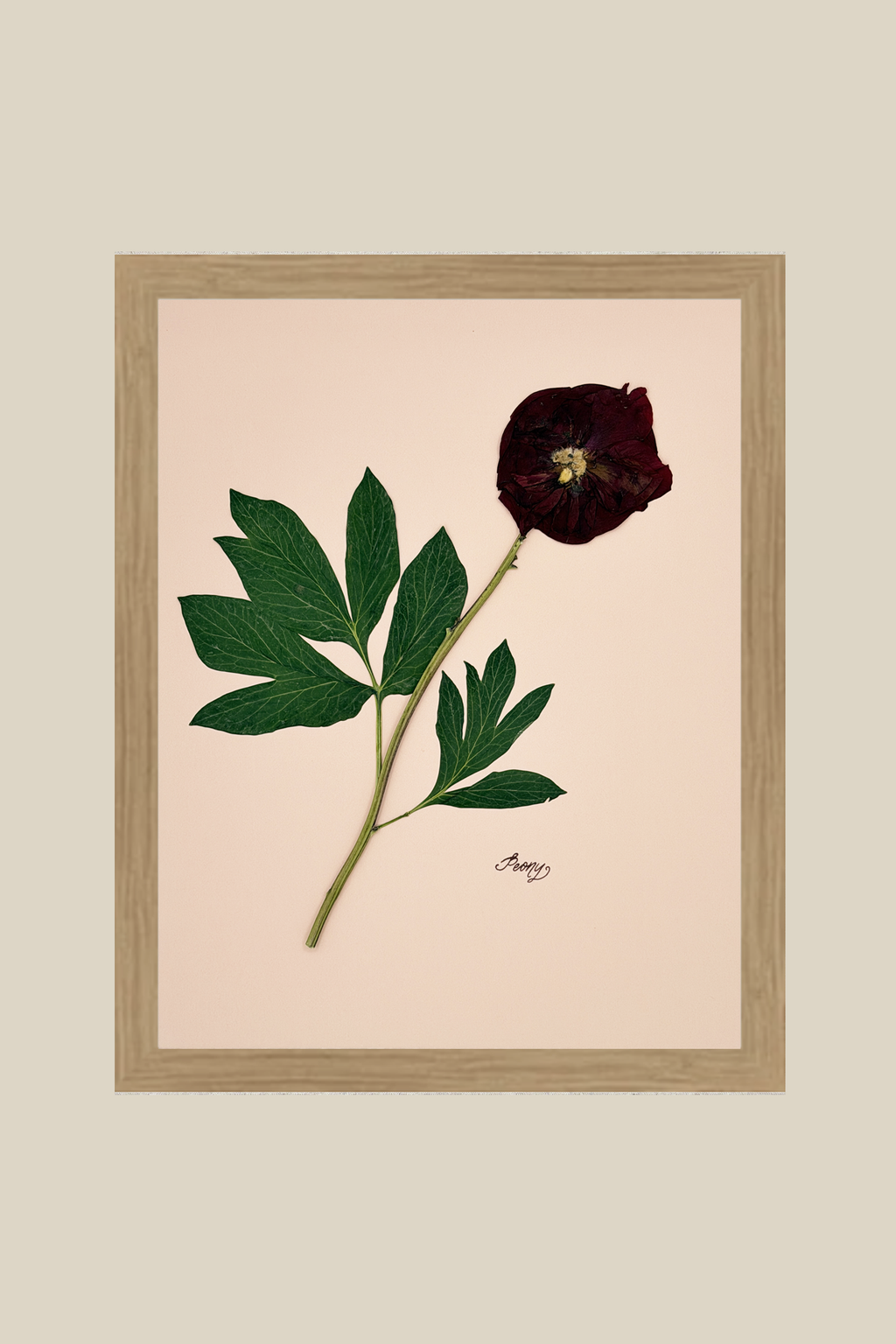 Peony on Pink