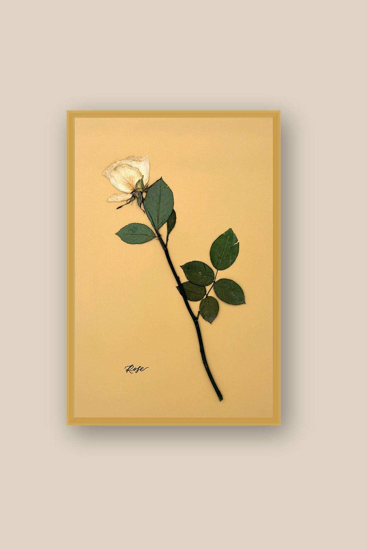 Single Rose Framed 2