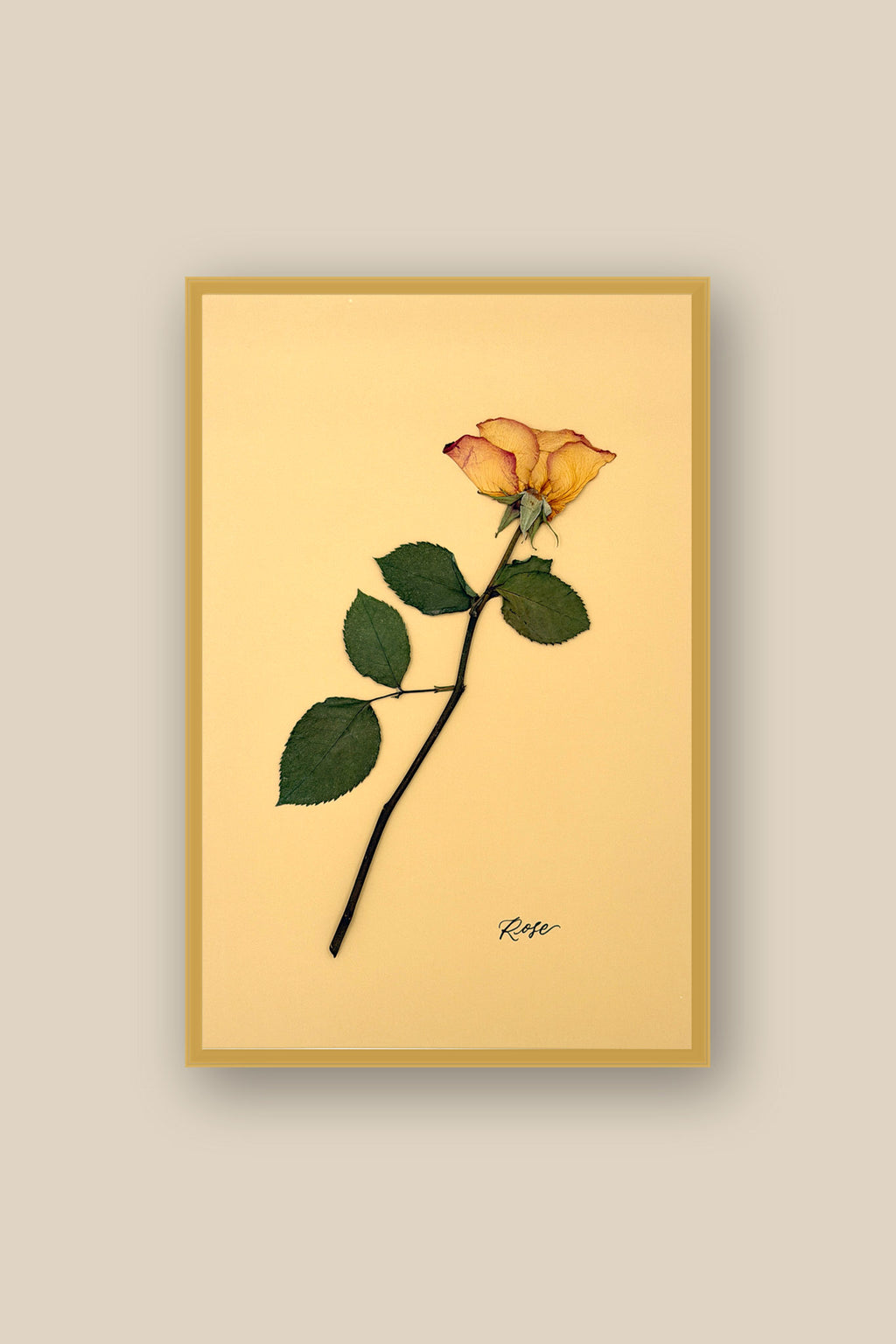 Rose Framed