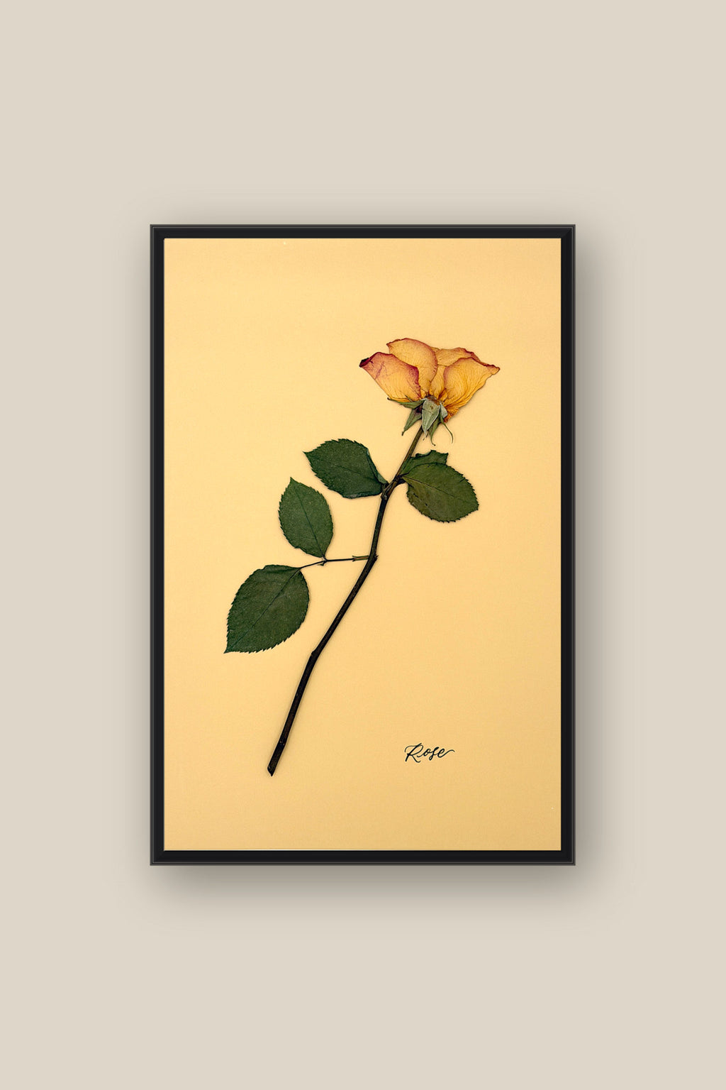 Rose Framed