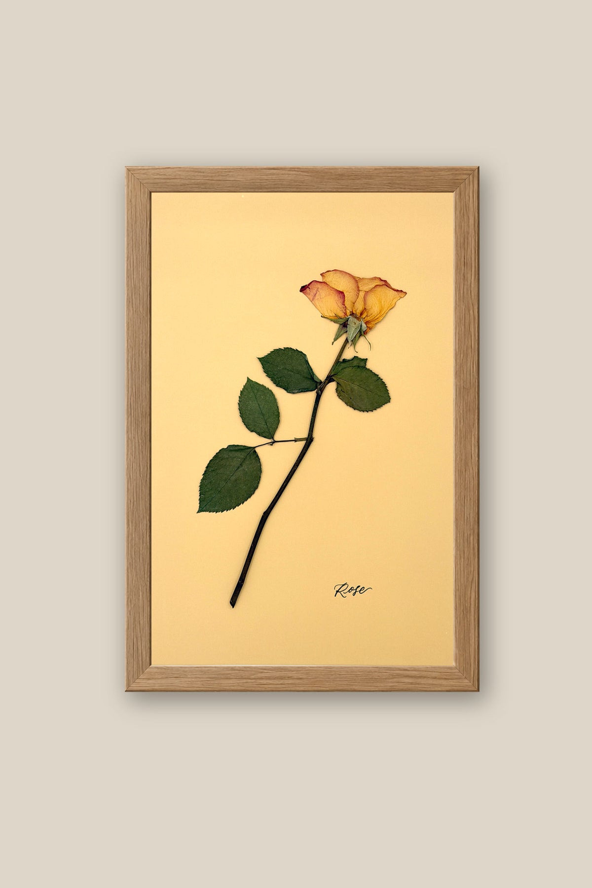 Rose Framed