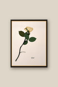 Rose on Pale Blush Framed