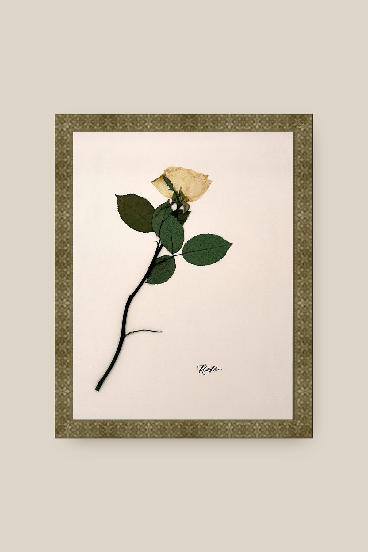Rose on Pale Blush Framed