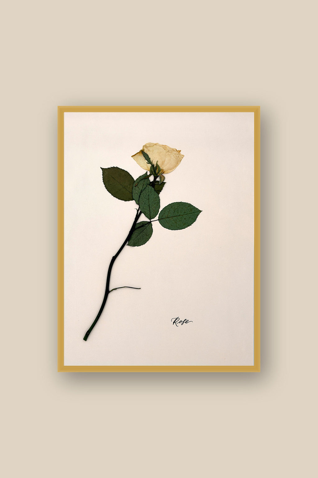 Rose on Pale Blush Framed