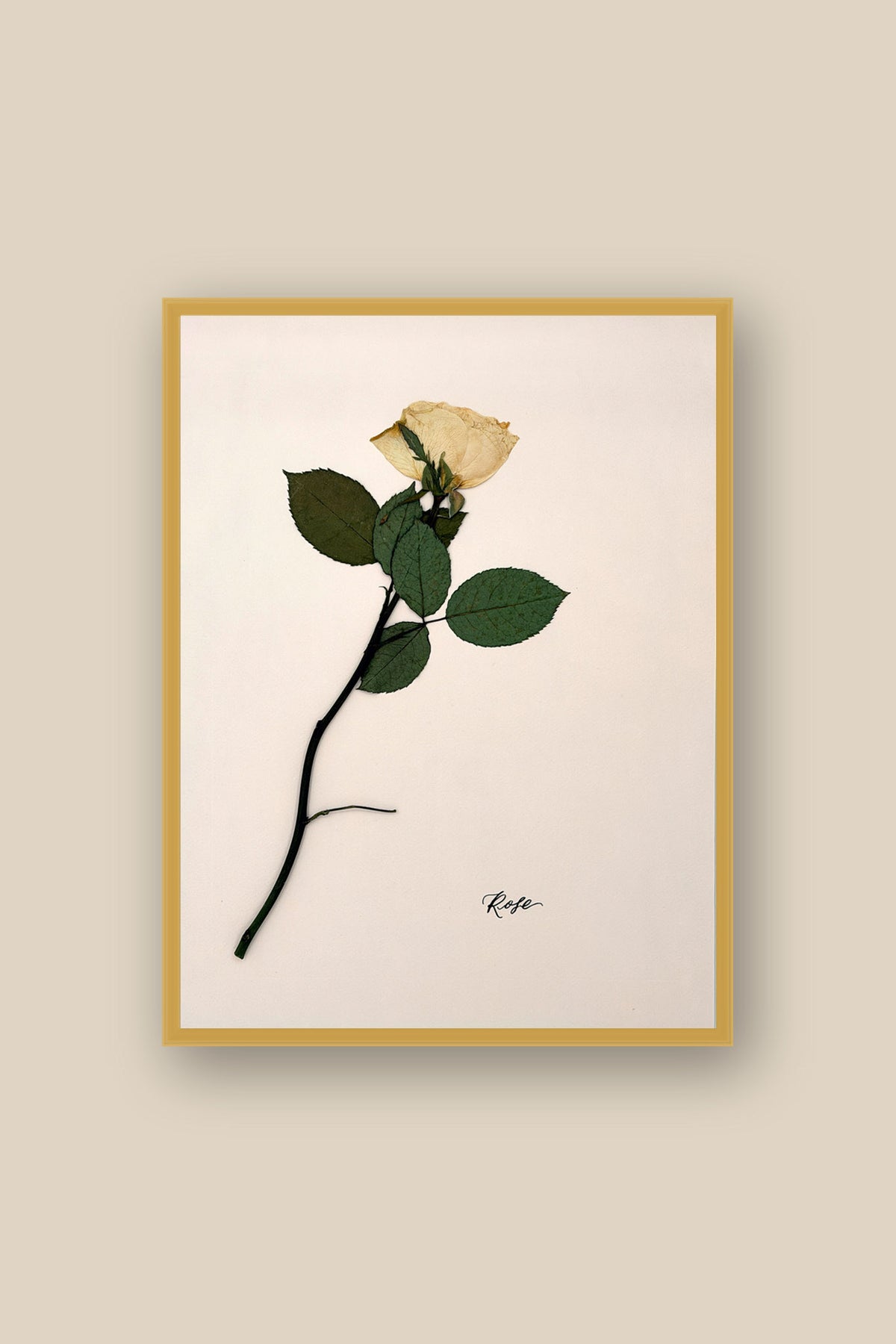 Rose on Pale Blush Framed