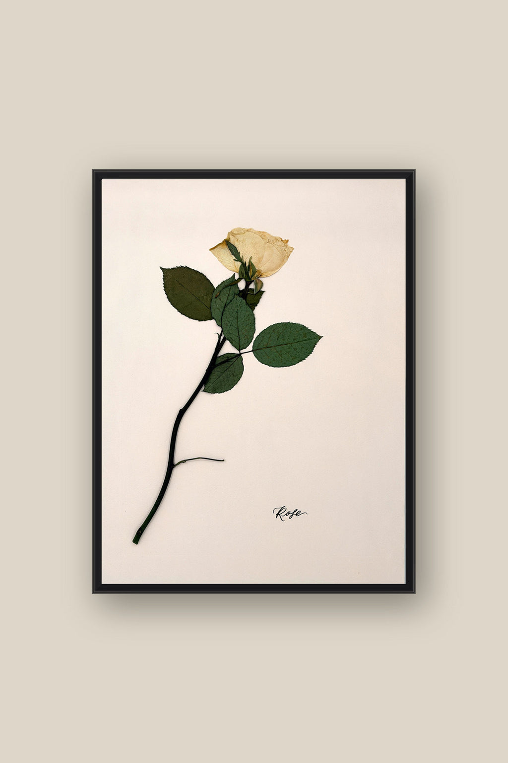 Rose on Pale Blush Framed