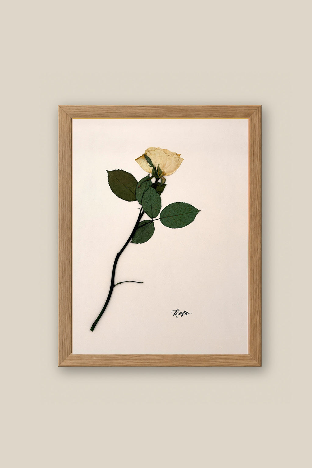 Rose on Pale Blush Framed