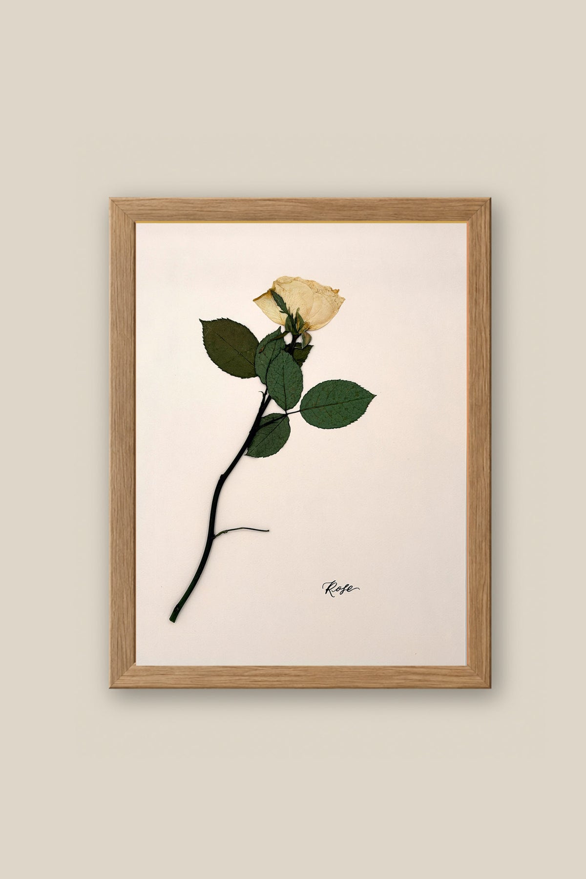 Rose on Pale Blush Framed
