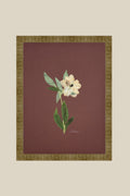 Single Hellebore on Chocolate Brown