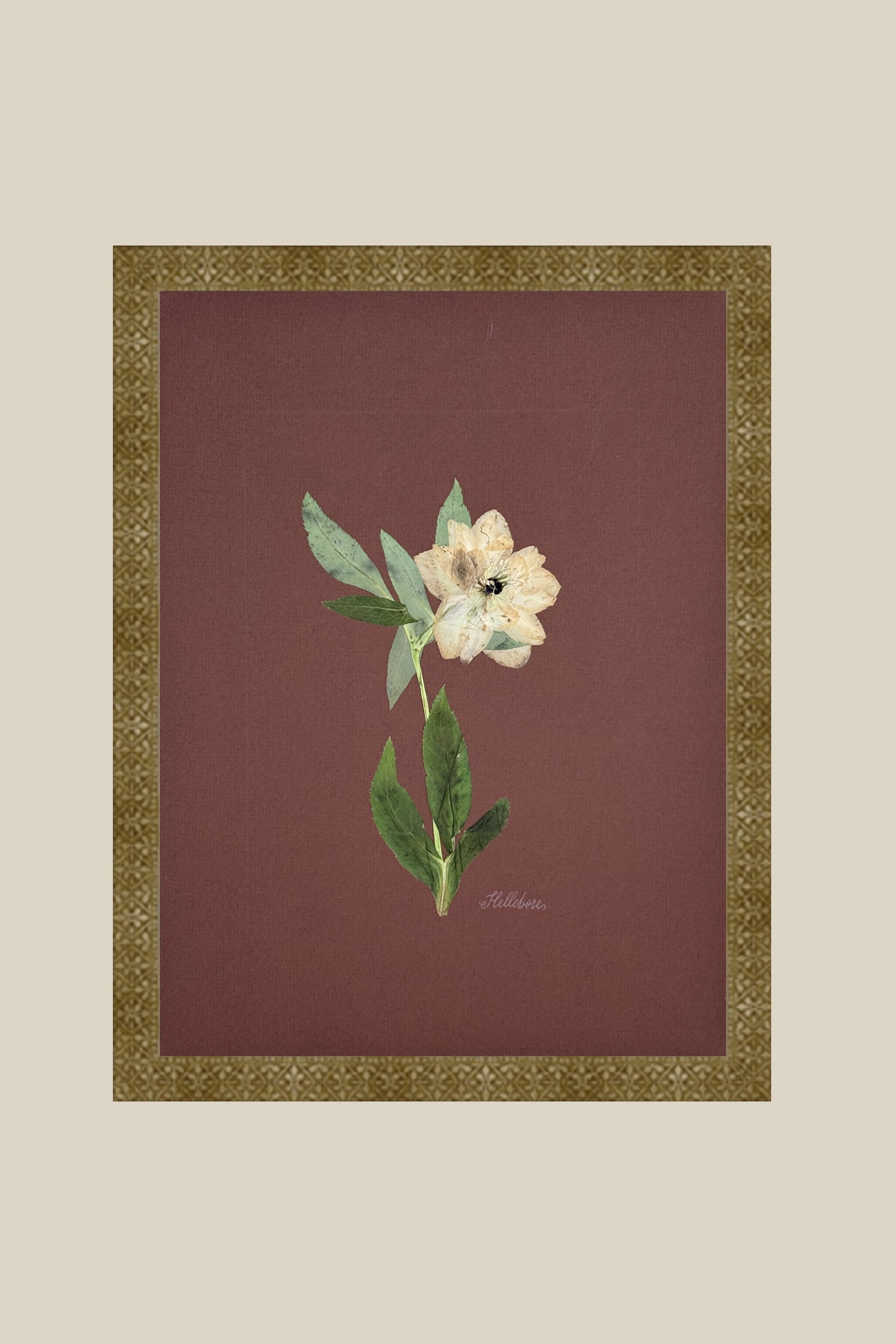 Single Hellebore on Chocolate Brown