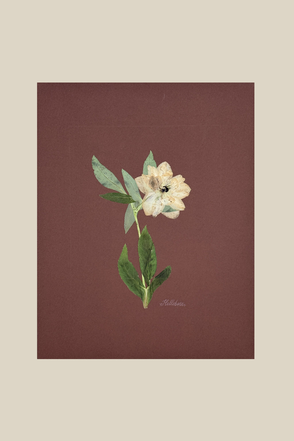 Single Hellebore on Chocolate Brown