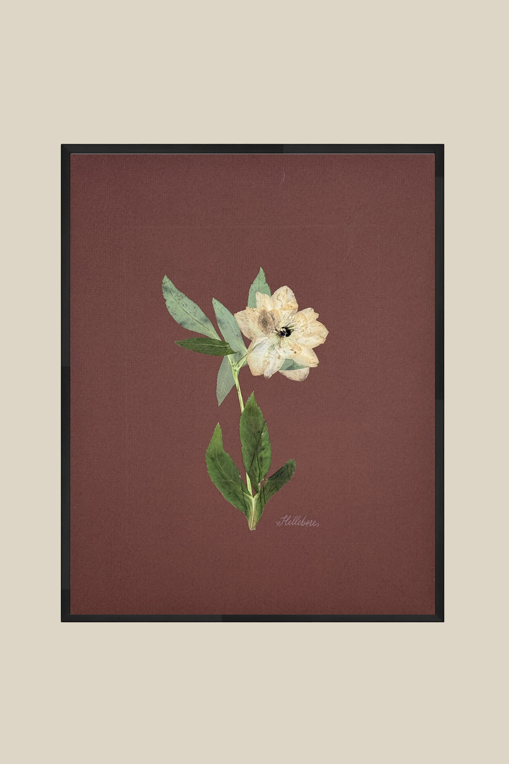 Single Hellebore on Chocolate Brown