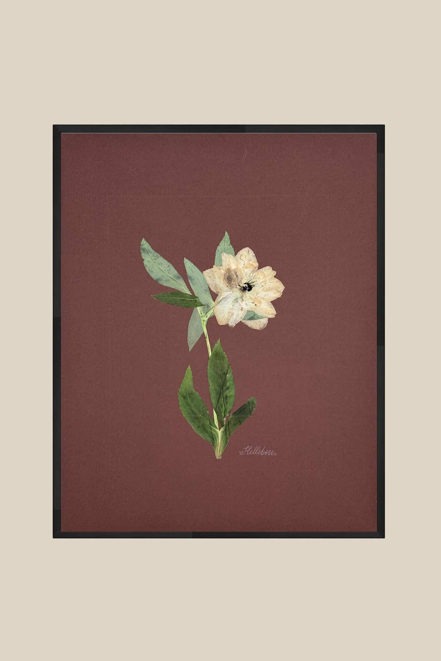 Single Hellebore on Chocolate Brown