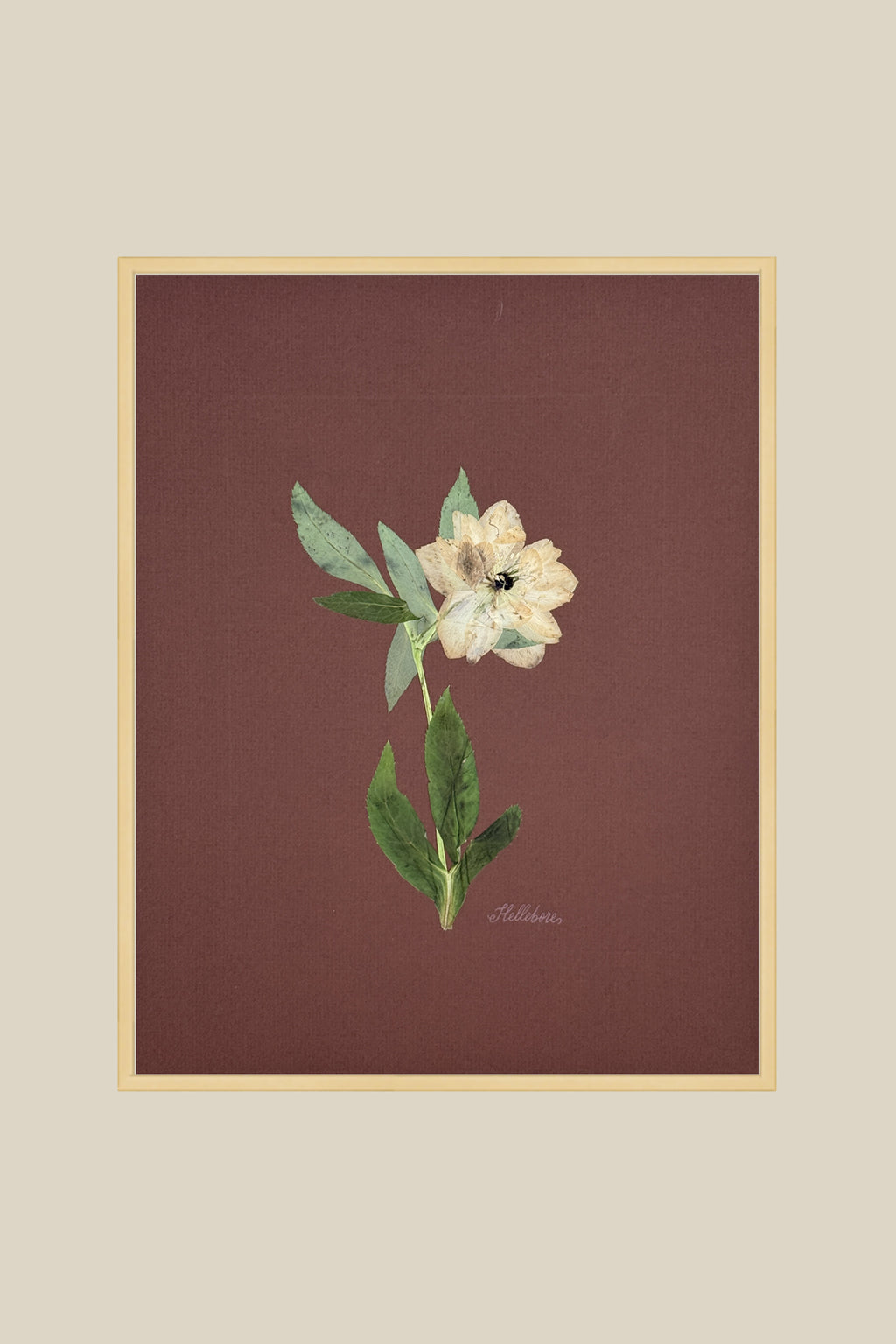 Single Hellebore on Chocolate Brown