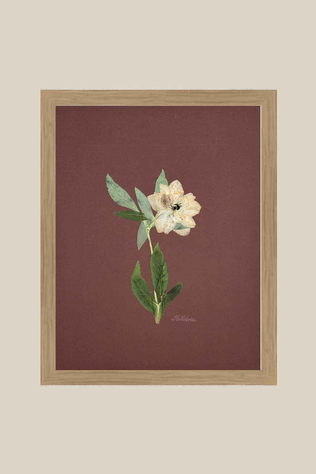 Single Hellebore on Chocolate Brown