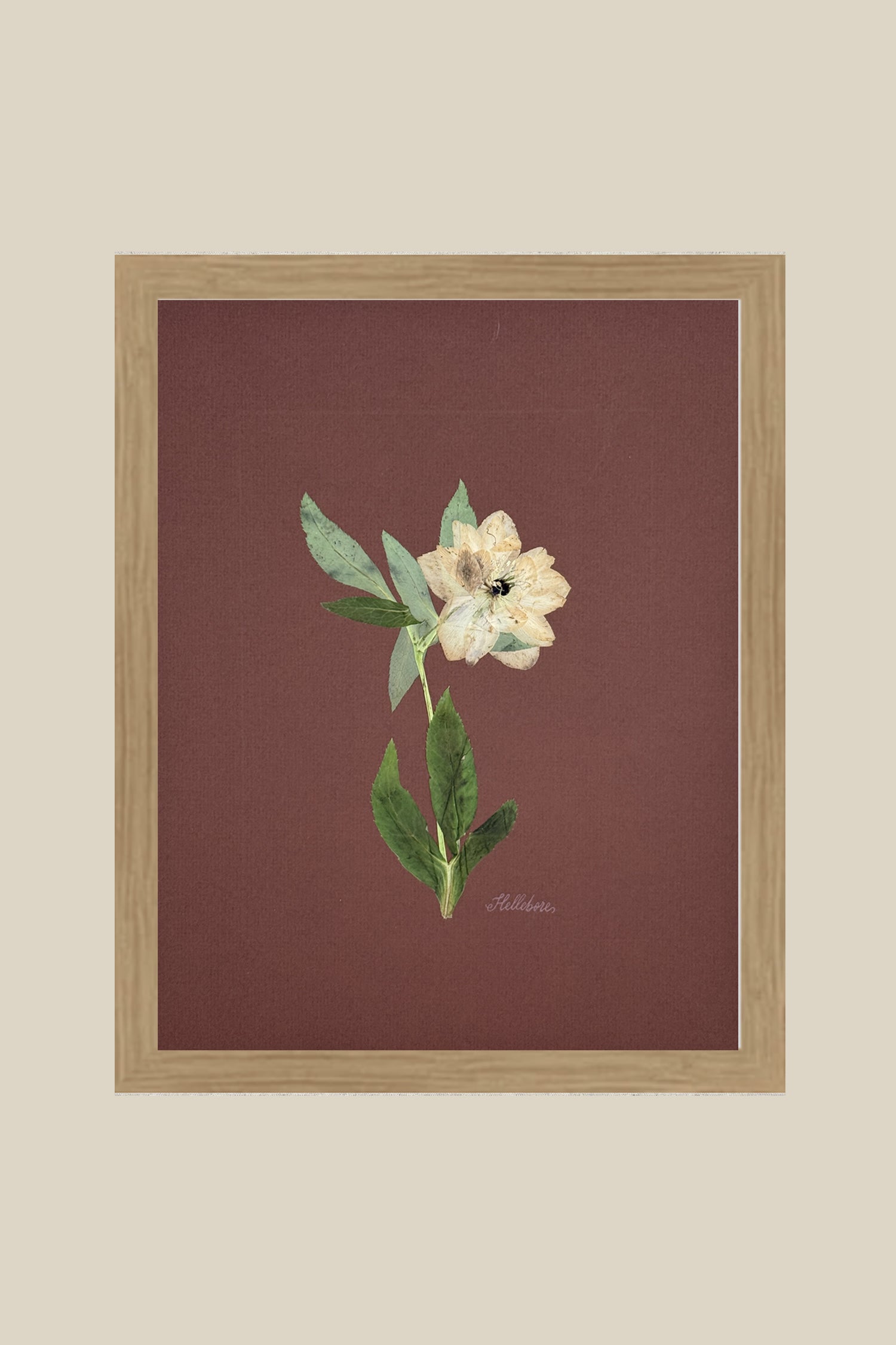 Single Hellebore on Chocolate Brown
