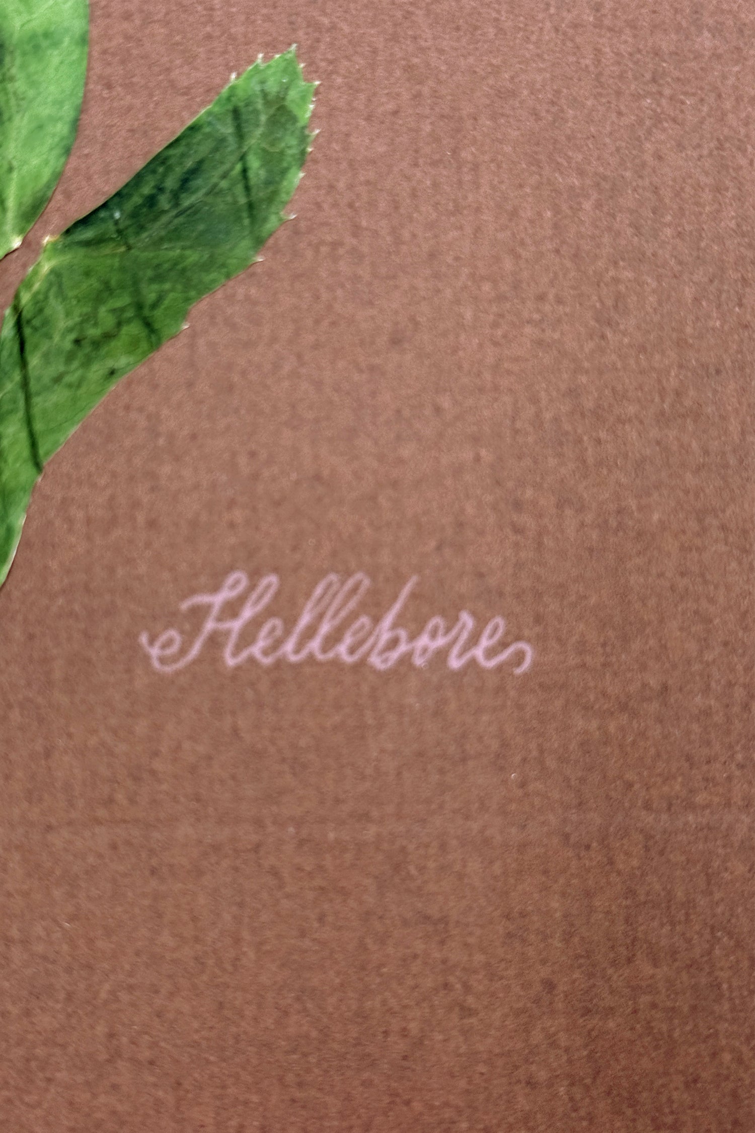 Single Hellebore on Chocolate Brown