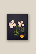 Dogwood on Black Framed