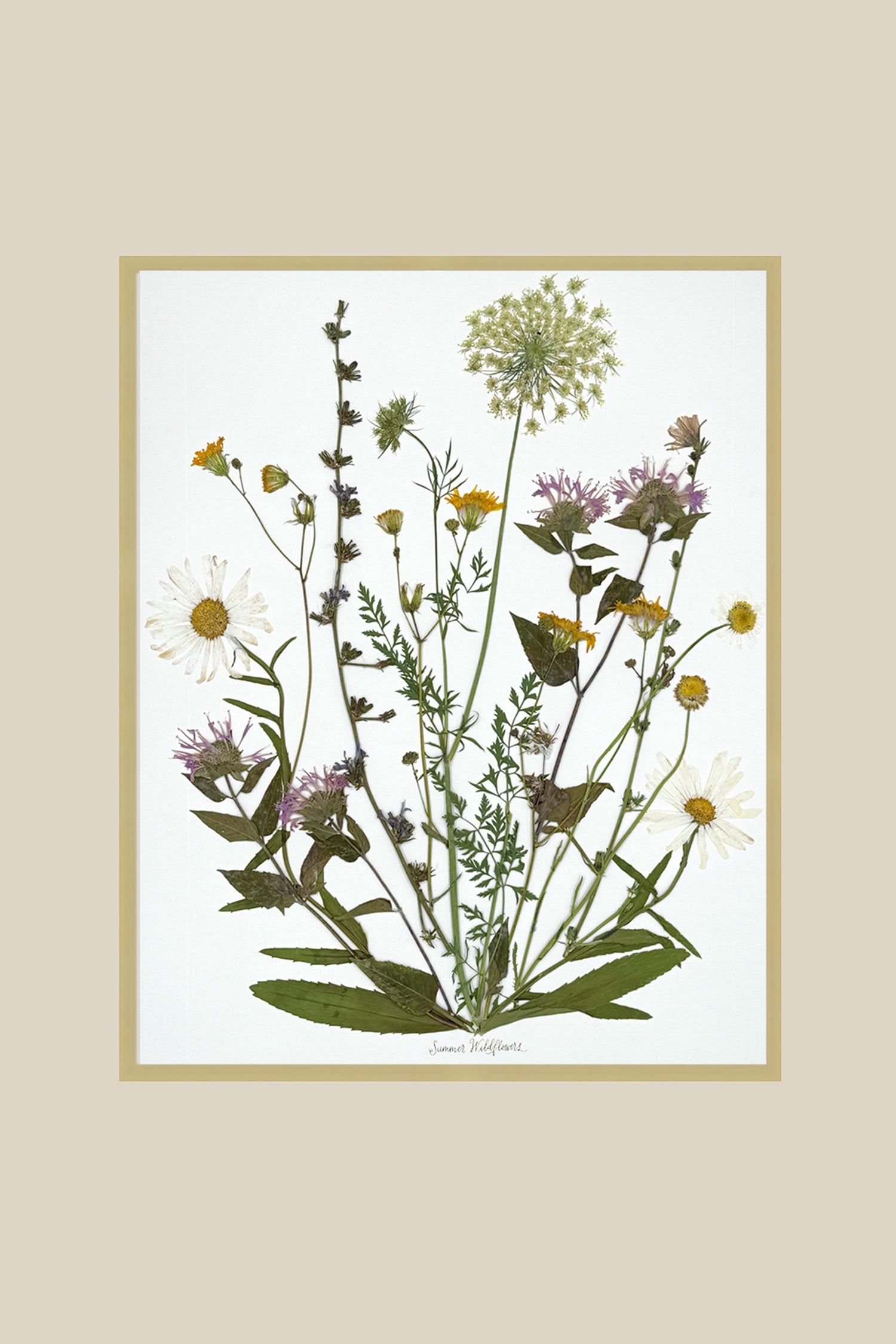 Summer Wildflowers