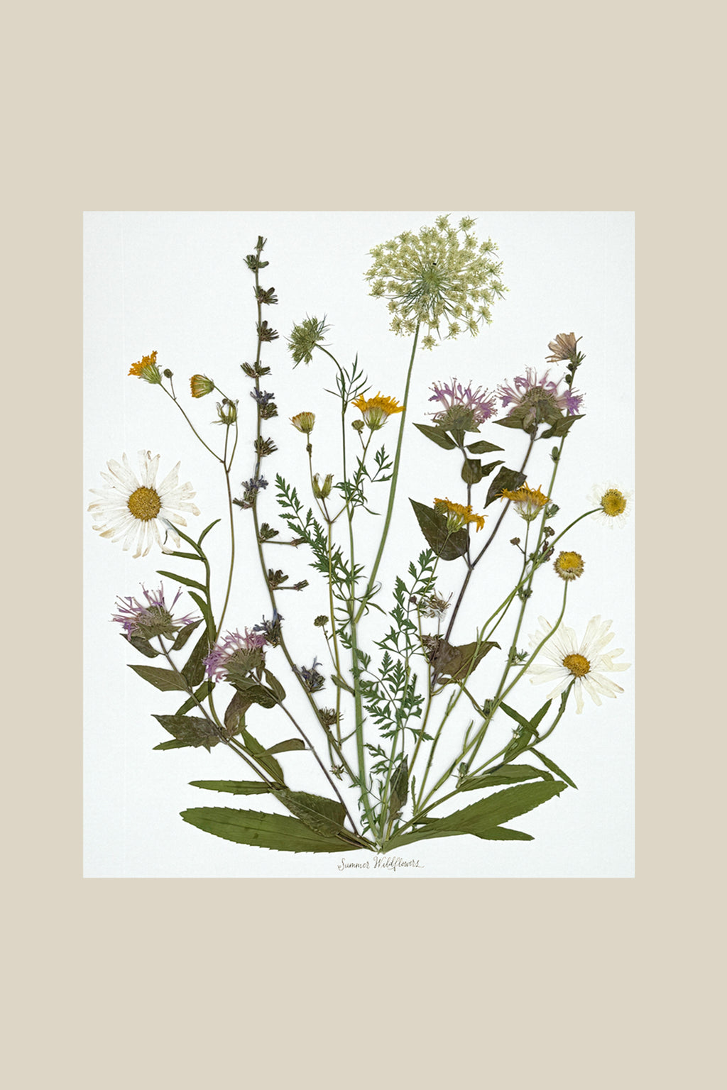 Summer Wildflowers