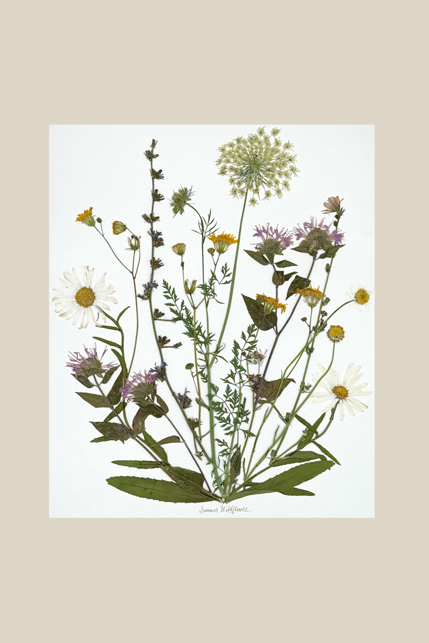 Summer Wildflowers