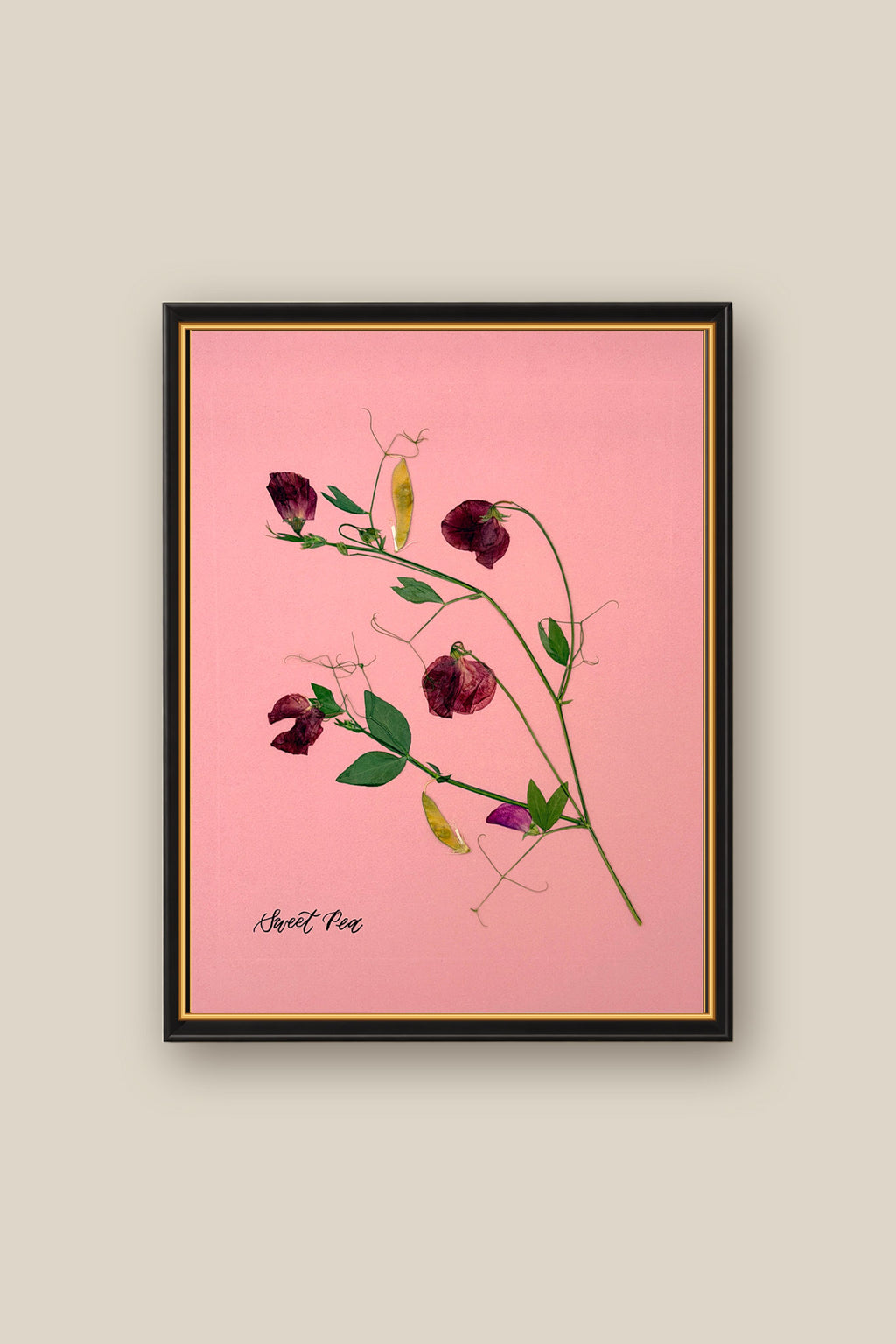 Sweet Peas on Pink Framed