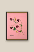 Sweet Peas on Pink Framed