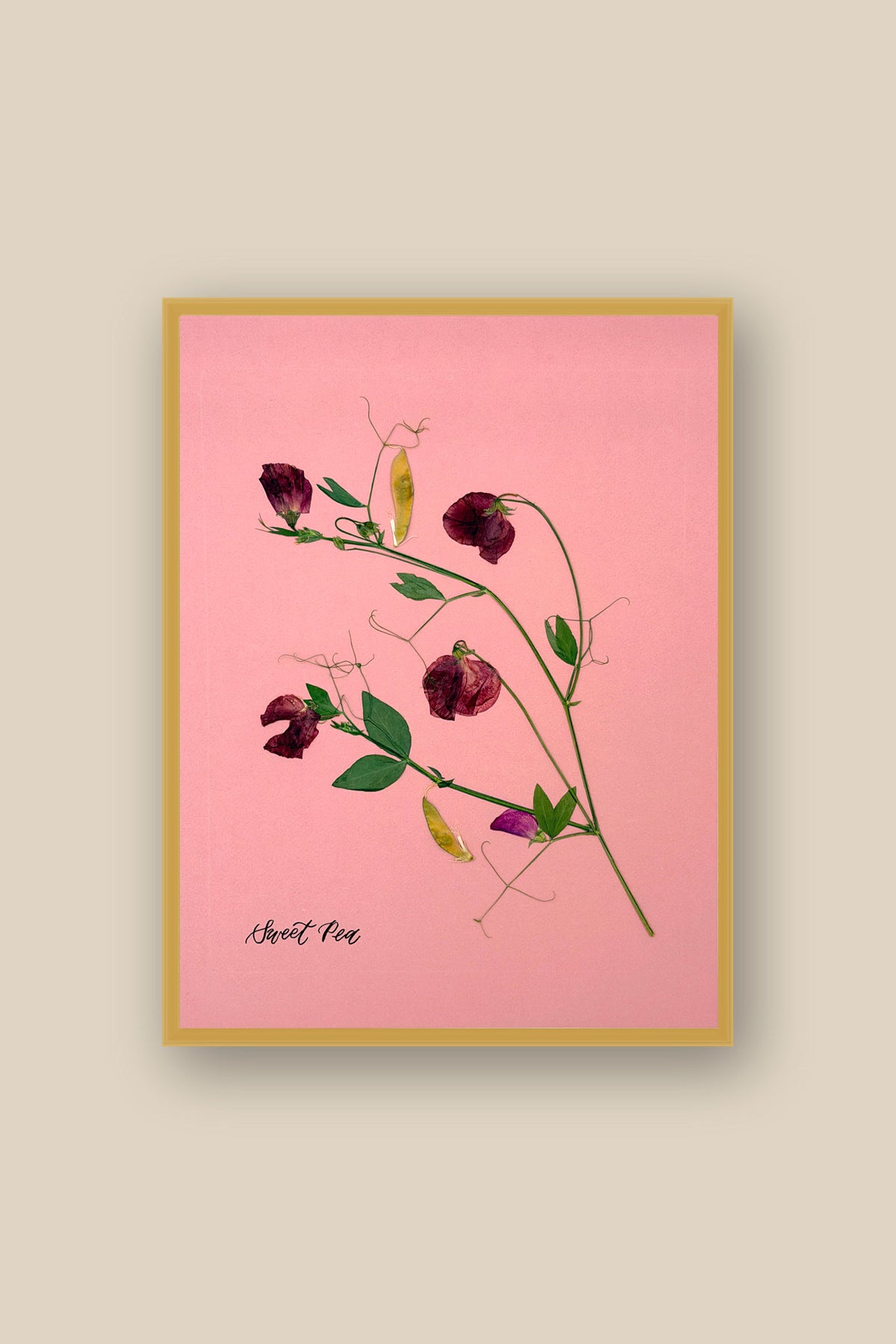 Sweet Peas on Pink Framed